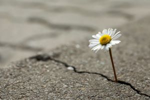 Daisy through paving 